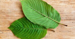 Kratom Leaf Extract